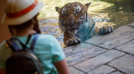 Tiger at Zoo Knoxville